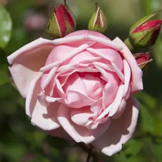 Троянда плетиста "Альбертіна" (Albertine), фото 1