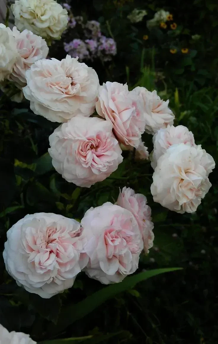 Плетиста троянда Ларісса (Larissa), фото 1