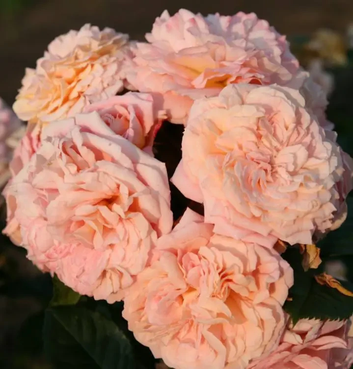 Троянда плетиста "Амаретто" (Amaretto), фото 1