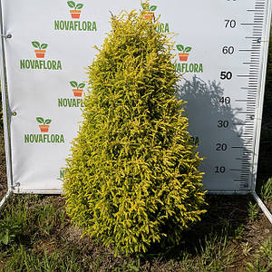 Ялівець звичайний 'Голд Кон / Gold Cone' ком 60-70см