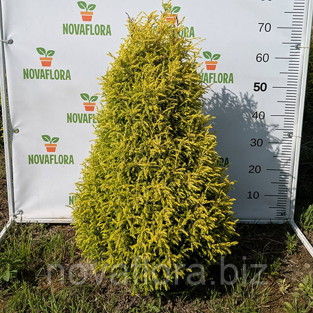Ялівець звичайний 'Голд Кон / Gold Cone' ком 60-70см