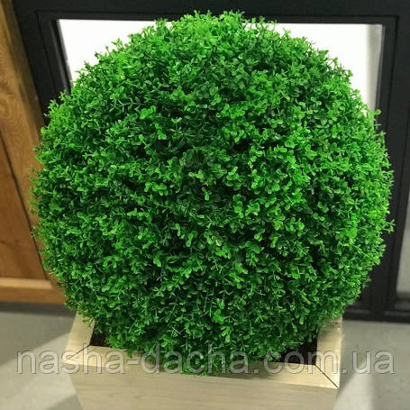 Самшит вічнозелений (горщик 1,5л), фото 1