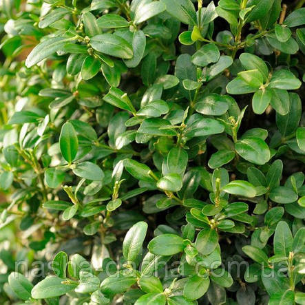 Самшит вічнозелений (горщик 1,5л), фото 2