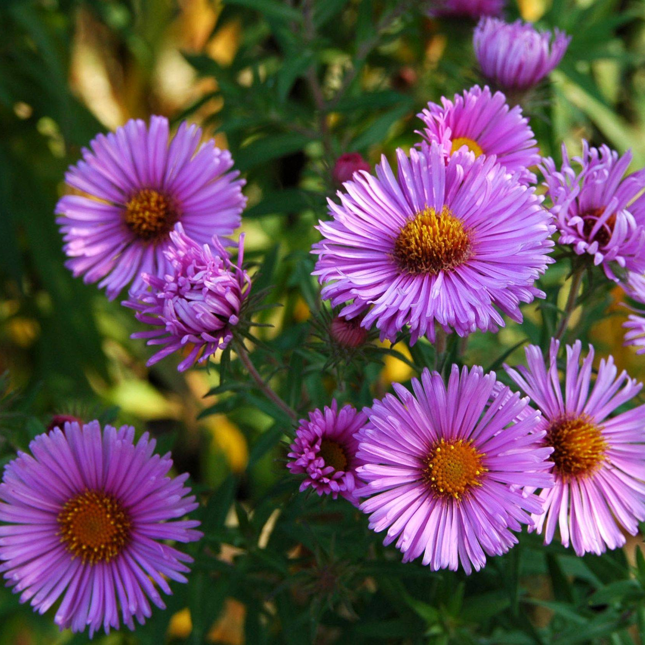 Саджанці Айстри новобельгійської Лілак Сансет (Lilac sunset), P9