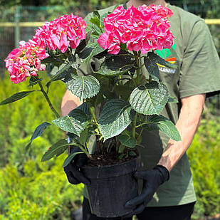 Саджанці Гортензії (3-річна) Серена Пінк, крупнолистна (Hydrangea macrophylla Sarena Pink) C2