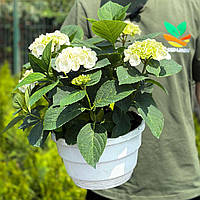 Саджанці Гортензії (3-х річна) Айс Гьорл, крупнолистна (Hydrangea macrophylla Ice Girl) C3