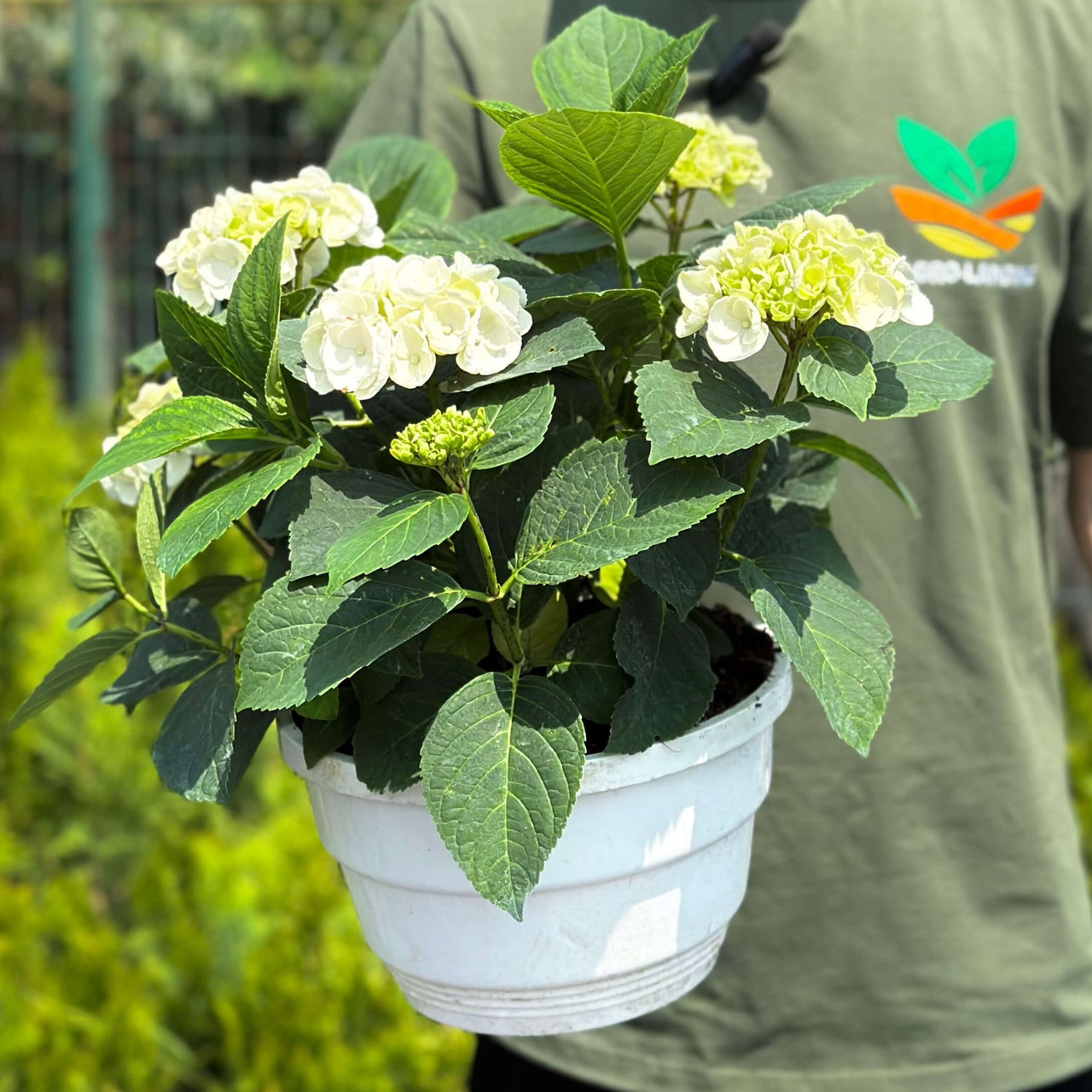 Саджанці Гортензії (3-х річна) Айс Гьорл, крупнолистна (Hydrangea macrophylla Ice Girl) C3, фото 1