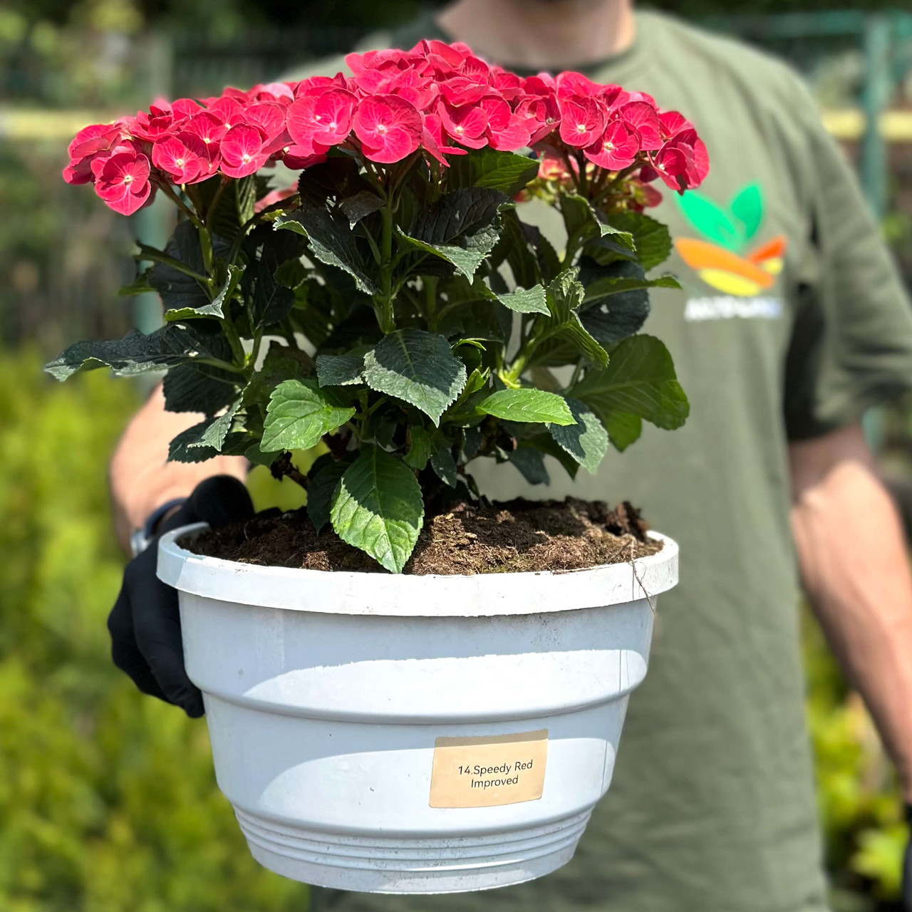 Саджанці Гортензії (3-х річна) Спіді Ред Імпрувд, крупнолистна (Hydrangea macrophylla Speedy Red Improved) C3, фото 1