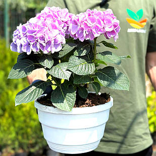 Саджанці Гортензії (3-річна) Фаболо Блю, крупнолистна (Hydrangea macrophylla Fabolo Blue) C3