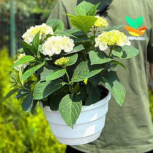 Саджанці Гортензії (3-річна) Айс Гьорл, крупнолистна (Hydrangea macrophylla Ice Girl) C3