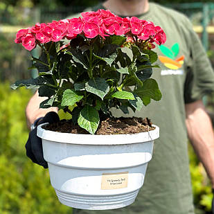 Саджанці Гортензії (3-річна) Спіді Ред Імпрувд, крупнолистна (Hydrangea macrophylla Speedy Red Improved) C3