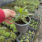 Саджанці Вероніки колосиситої малинової, Баблгам Кендлс (Veronica spicata Bubblegum Candles) Р9, фото 2