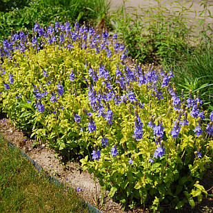 Саджанці Вероніки синьої з жовтим листям, Ацтек Голд (Veronica Aztec Gold) P9