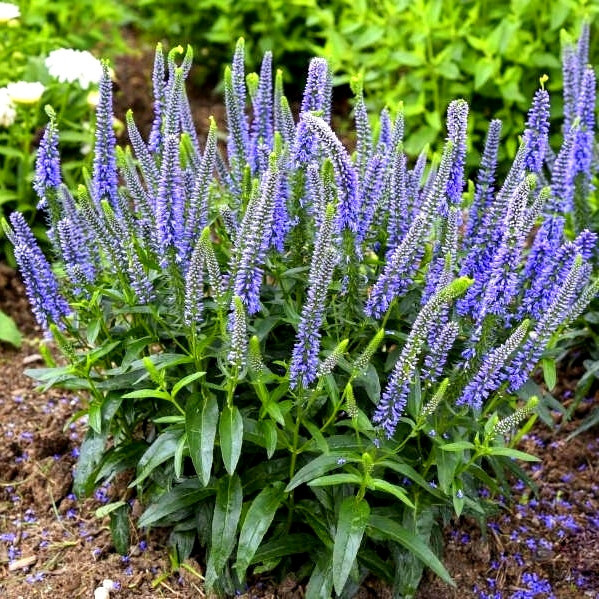 Саджанці Вероніки блакитної, Блю Скайвокер (Veronica Blue Skywalker) P9, фото 1