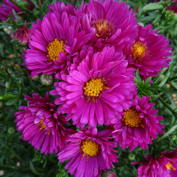 Саджанці Айстри новобельгійської Шрукісі (Aster novi-belgii Schrukisi), P9