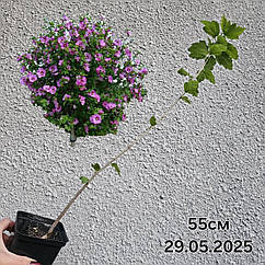 Гібіскусїнський садовий деревоподібний кущ 55 см
