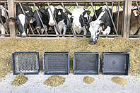 Вплив розміру частинок корму на молочних корів