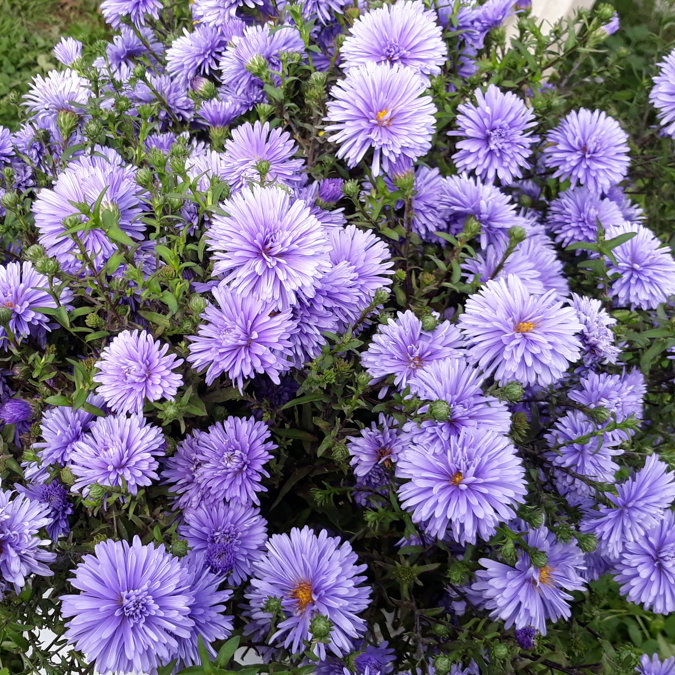 Саджанці Айстри новобельгійської Блаю Баю (Aster novi-belgii Blue Bayou) P9