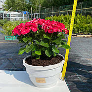 Саджанці Гортензії (3-х річна) Спіді Ред Імпрувд, крупнолистна (Hydrangea macrophylla Speedy Red Improved) C3, фото 2