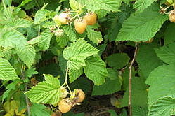 Малина "Жовтий гігант" (смаженці)