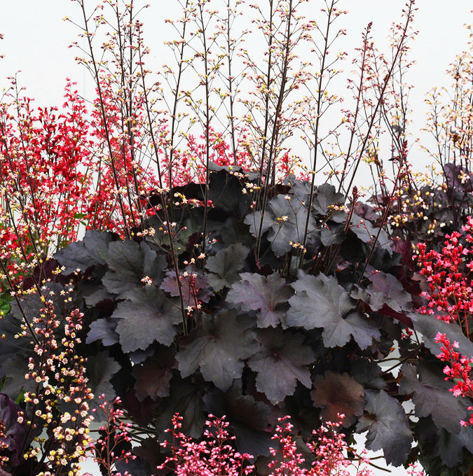 Гейхера Рекс Блек / C2 / Heuchera Rex Black