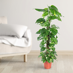 Саджанці Епіпремнум варієгатний (Epipremnum aureum variegata), P9