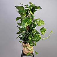 Саджанці Епіпремнум варієгатний (Epipremnum aureum variegata), P9