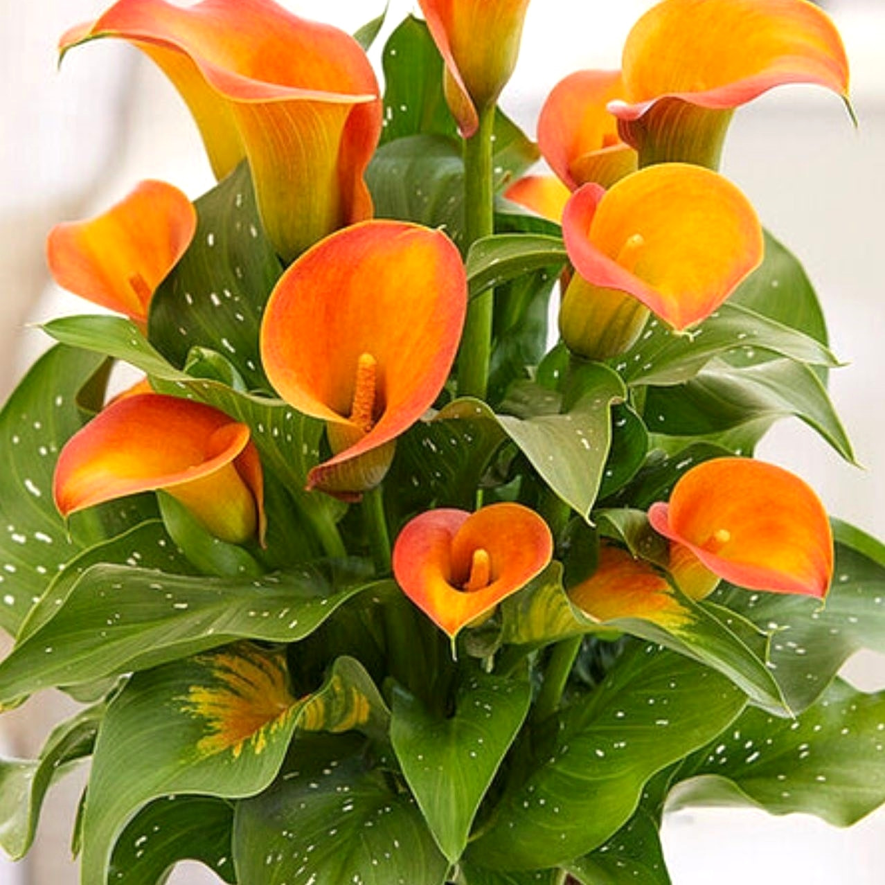 Саджанці Сантадезії (Кала) Orange Art C1.5, фото 1