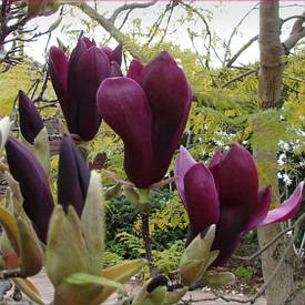 Магнолія Лілієфлора Nigrа 60-80см, Магнолія лілієцвітна Нігра, Magnolia liliiflora Nigra