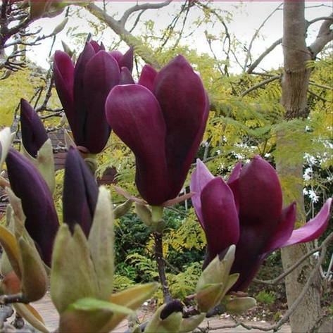 Магнолія Лілієфлора Nigrа 3 річна, Магнолия лилиецветная Нигра, Magnolia liliiflora Nigra, фото 1