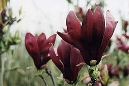 Магнолія Лілієфлора Nigrа 3 річна, Магнолия лилиецветная Нигра, Magnolia liliiflora Nigra, фото 3