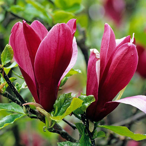 Магнолія Лілієфлора Nigrа 2 річна, Магнолия лилиецветная Нигра, Magnolia liliiflora Nigra, фото 2