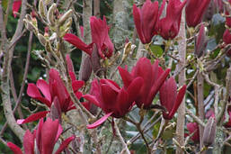 Магнолія Лілієфлора Nigrа 3 річна, Магнолия лилиецветная Нигра, Magnolia liliiflora Nigra, фото 5