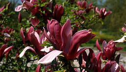 Магнолія Лілієфлора Nigrа 3 річна, Магнолия лилиецветная Нигра, Magnolia liliiflora Nigra, фото 6