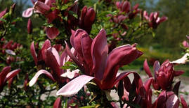 Магнолія Лілієфлора Nigrа 2 річна, Магнолия лилиецветная Нигра, Magnolia liliiflora Nigra, фото 2