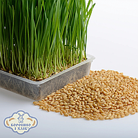ПШЕНИЦЯ «КАЙДАШИХА» ДЛЯ ПРОРОЩУВАННЯ 2 кг