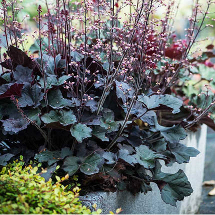 Гейхера Рекс Блек / C2 / Heuchera Rex Black, фото 2