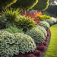 10 найкращих рослин для створення елегантних садових бордюрів