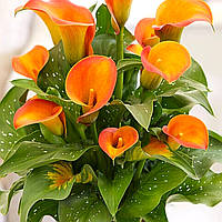 Саджанці Сантадезії (Кала) Orange Art C1.5