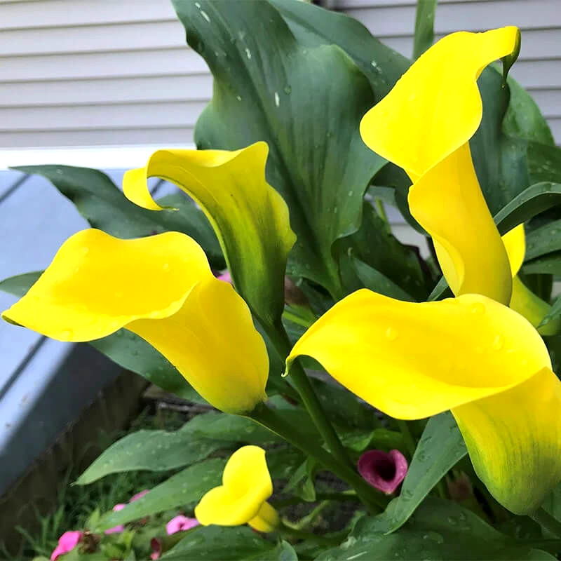 Саджанці Сантадезії (Кала) Yellow Submarine C1.5, фото 1