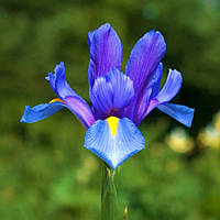 Ірис Голландський Blue Magic 8/+