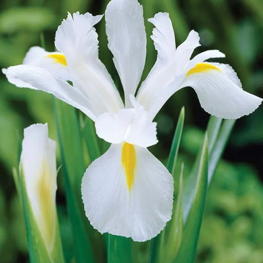 Набір 5 цибулин Ірис Голландський Alaska 8+, фото 1