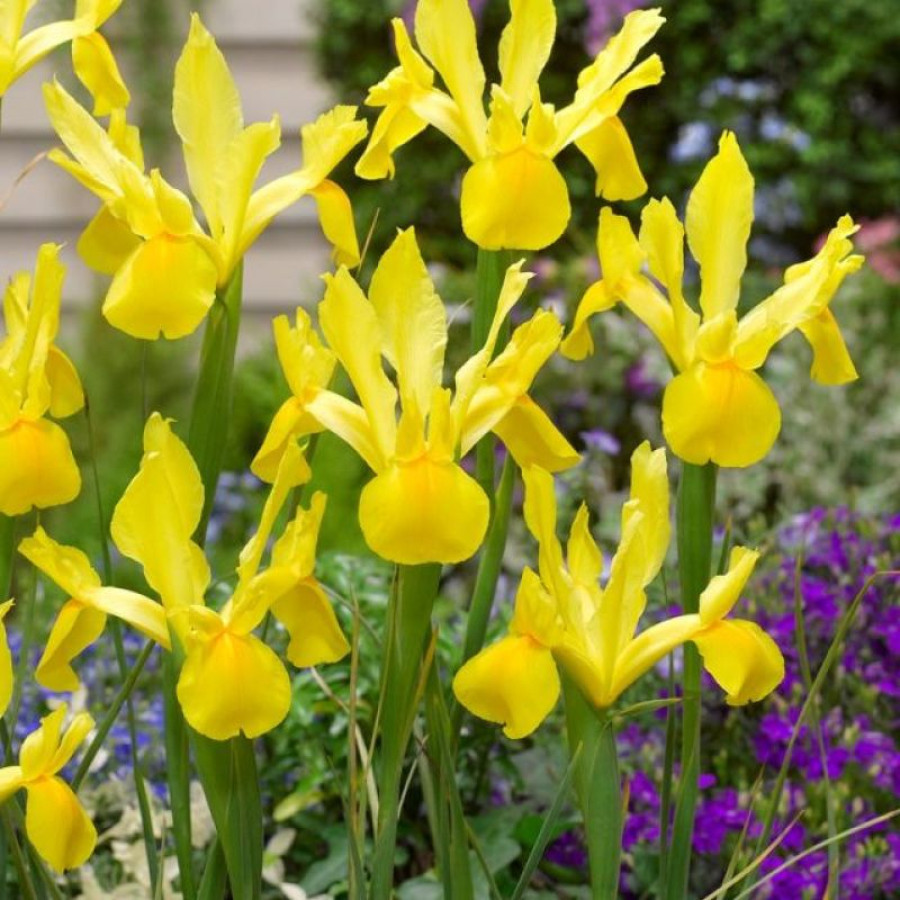 Набір 5 цибулин Ірис Голландський Golden Harvest 7/8, фото 1