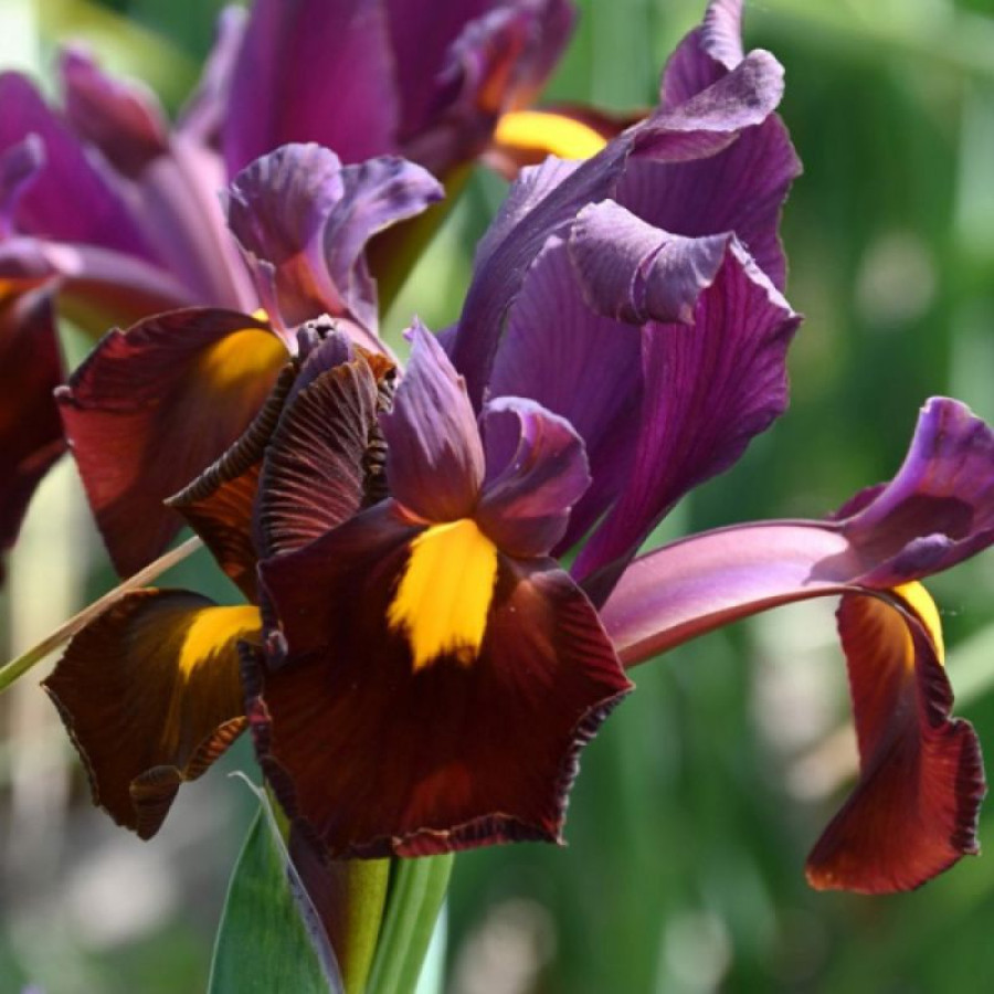 Набір 5 цибулин Ірис Голландський Red Ember 6/7, фото 1