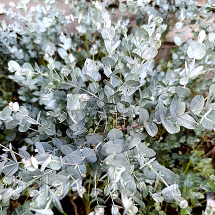 Евкаліпт Гунні Азура / h 50-70 / Eucalyptus gunnii Azura, фото 1