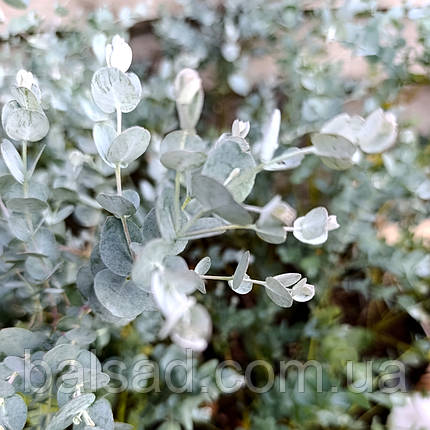 Евкаліпт Гунні Азура / h 50-70 / Eucalyptus gunnii Azura, фото 4