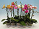 Орхідея фаленопсис 2 стовбура, фото 2