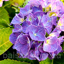 Гортензія крупнолиста Джіп Блю / Р12 / Hydrangea Jip Blue, фото 5