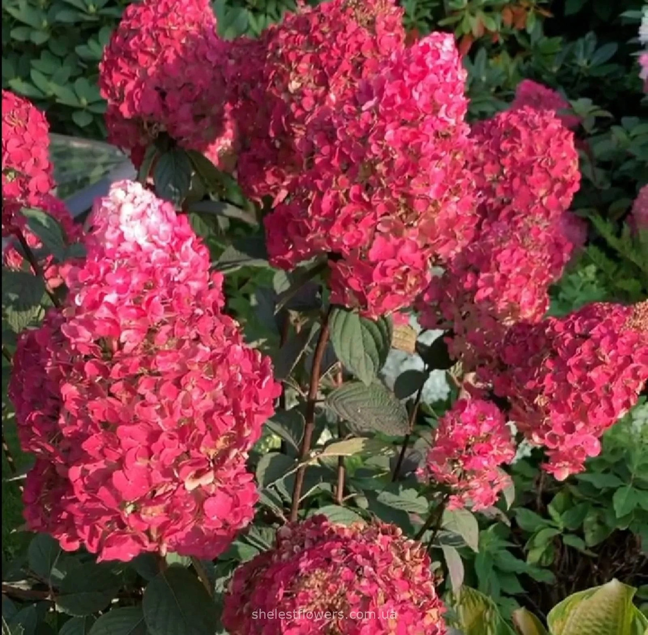Гортензія волотиста Самарська Лідія Фрамбозіні (Framboisine) саджанець у горщику 1.5 л