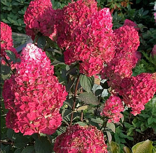 Гортензія волотиста Самарська Лідія Фрамбозіні (Framboisine) саджанець у горщику 1.5 л, фото 1